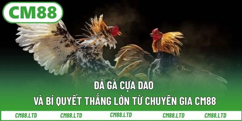 Đá Gà Cựa Dao Và Bí Quyết Thắng Lớn Từ Chuyên Gia CM88