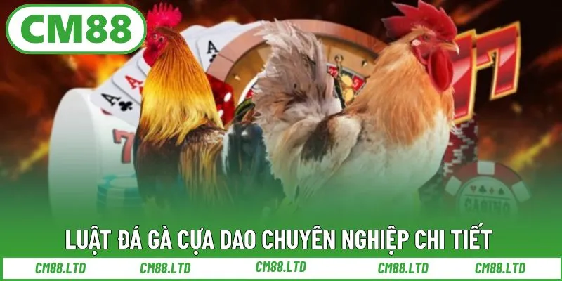 Luật đá gà cựa dao chuyên nghiệp chi tiết