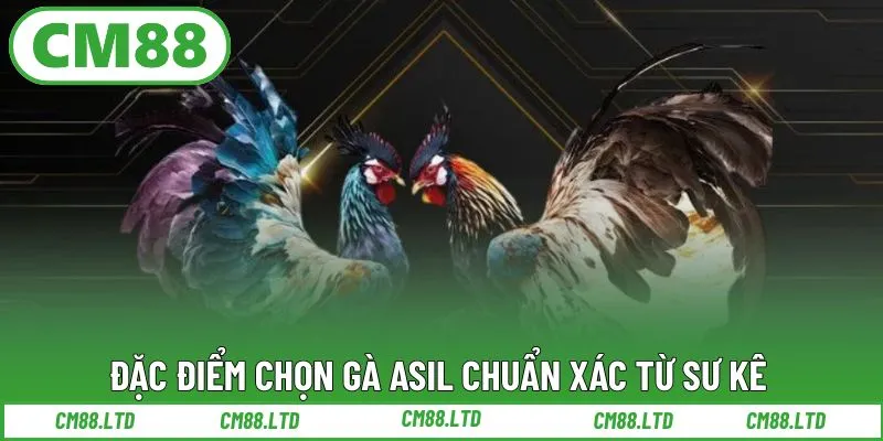 Đặc điểm chọn gà Asil chuẩn xác từ sư kê