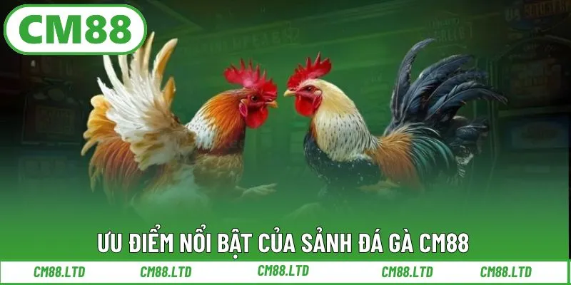 Ưu điểm nổi bật của sảnh đá gà CM88